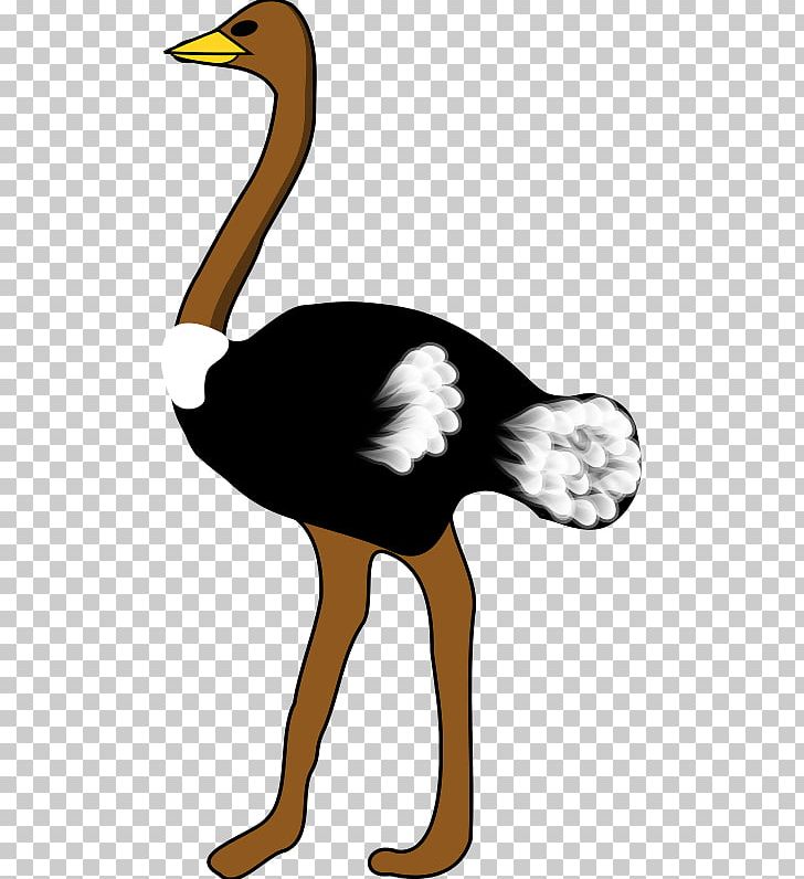 Common Ostrich Bird PNG, Clipart, Animal, Animals, Art, Beak, Bird Free PNG Download