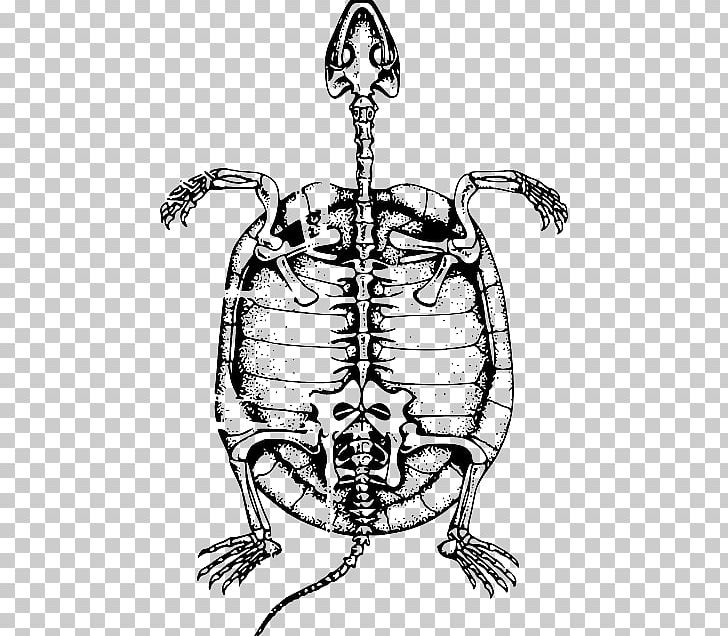 Turtle Reptile Human Skeleton PNG, Clipart, Animals, Art, Artwork, Black And White, Bone Free PNG Download