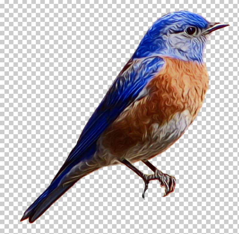Bird Eastern Bluebird Bluebird Beak Songbird PNG, Clipart, Beak, Bird, Bluebird, Eastern Bluebird, Lazuli Bunting Free PNG Download