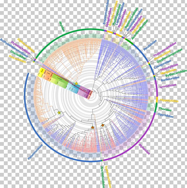 Caridea Phylogenetic Tree Evolution Supertree Taxon PNG, Clipart, Analysis, Angle, Area, Articles, Caridea Free PNG Download