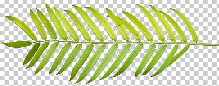 Palm Branch Palm-leaf Manuscript Arecaceae PNG, Clipart, Arecaceae, Blog, Clip Art, Drawing, Frond Free PNG Download