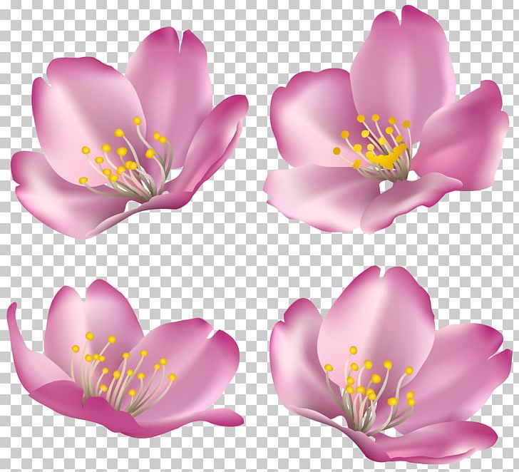 Flower PNG, Clipart, 2017, Blog, Blogger, Blossom, Cherry Blossom Free PNG Download