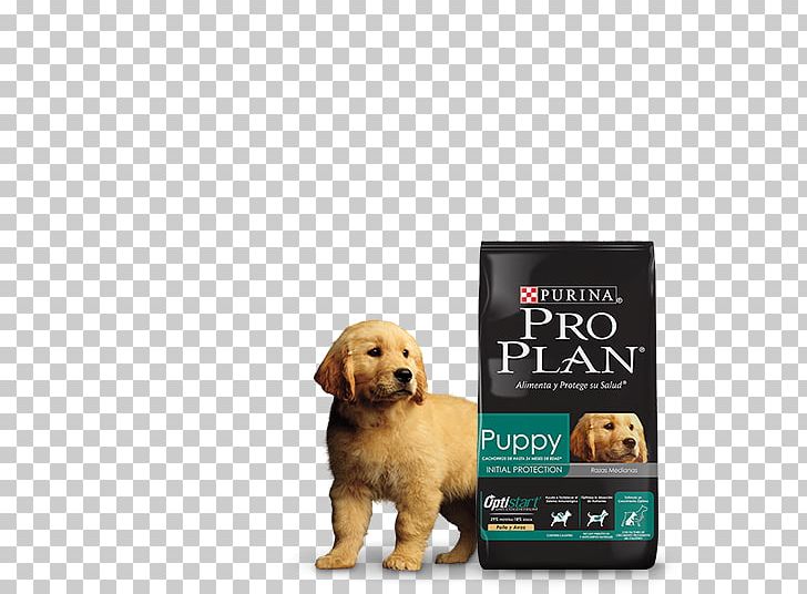 Golden Retriever Puppy Dog Breed Nestlé Purina PetCare Company Companion Dog PNG, Clipart, Animals, Breed, Carnivoran, Companion Dog, Dog Free PNG Download
