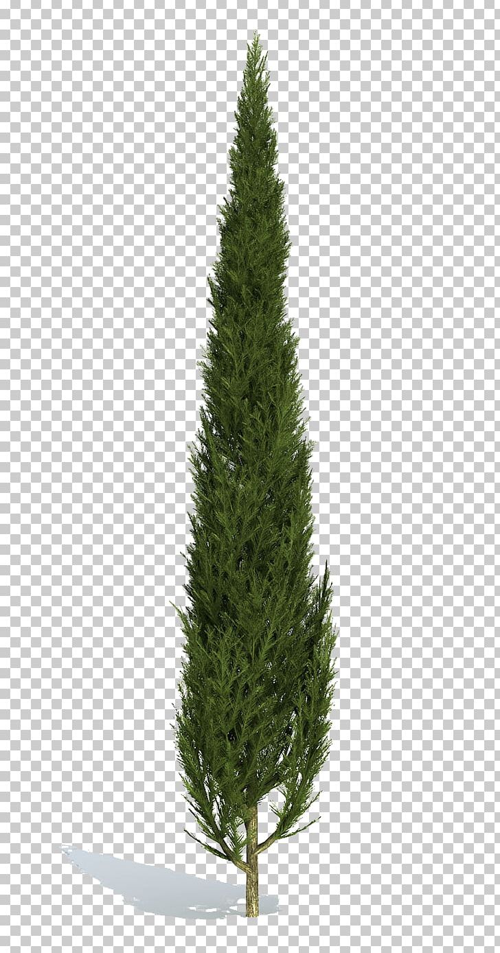 Stone Pine Tree Populus Nigra Cupressus PNG, Clipart, Biome, Christmas, Christmas Decoration, Christmas Ornament, Christmas Tree Free PNG Download