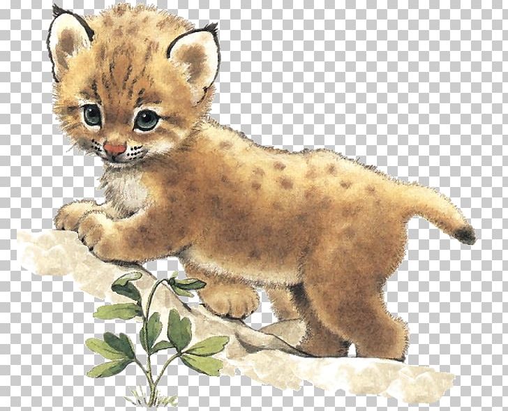 Wildcat Whiskers Kitten PNG, Clipart, 2018, Animal, Animals, Big Cat, Big Cats Free PNG Download
