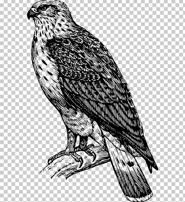 Bird Buzzard Drawing PNG, Clipart, Animals, Art, Bald Eagle, Beak, Bird Free PNG Download