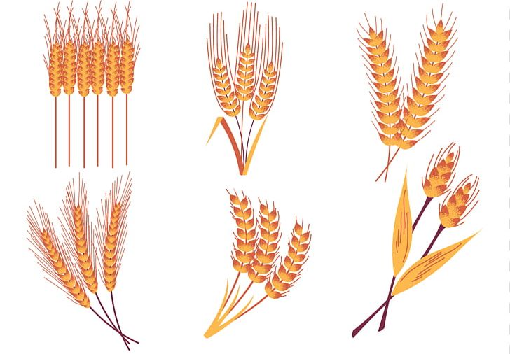 Emmer Rice Crop PNG, Clipart, Barley, Cereal, Commodity, Computer Icons, Crop Free PNG Download