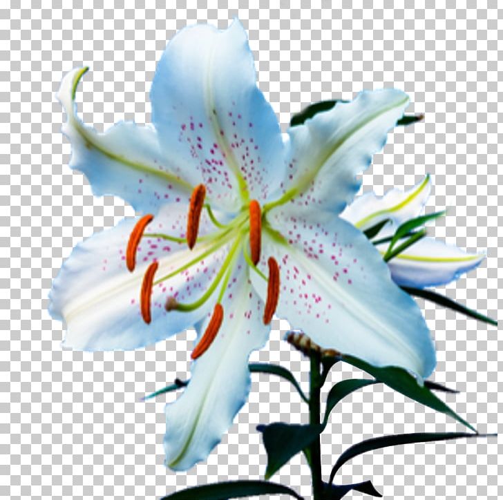 Flower Tiger Lily Lily 'Stargazer' Cross-stitch Daylily PNG, Clipart, Cross Stitch, Daylily, Flower, Stargazer Free PNG Download