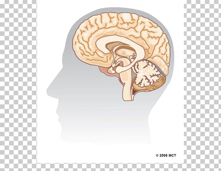 Human Brain Hippocampus Agy Neuron PNG, Clipart, Agy, Aju, Arakhis, Brain, Brain Atlas Free PNG Download