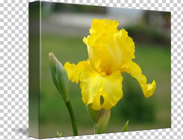Iris Pseudacorus Irises Flower Art Kiev PNG, Clipart, Art, Canna Family, Canna Lily, Cultivar, Eye Free PNG Download