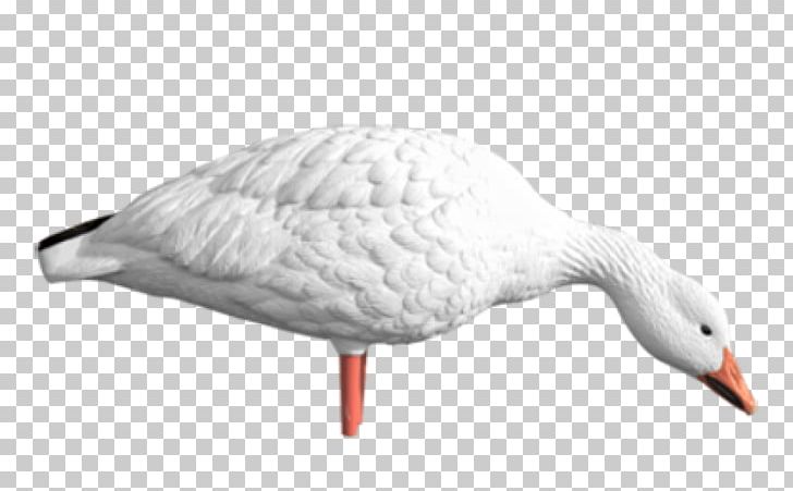 Snow Goose Duck Cygnini Decoy PNG, Clipart, Animal, Animals, Architectural Engineering, Avian, Beak Free PNG Download