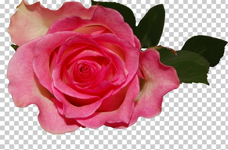 Animation PNG, Clipart, Animation, Artificial Flower, Blog, Cartoon, China Rose Free PNG Download