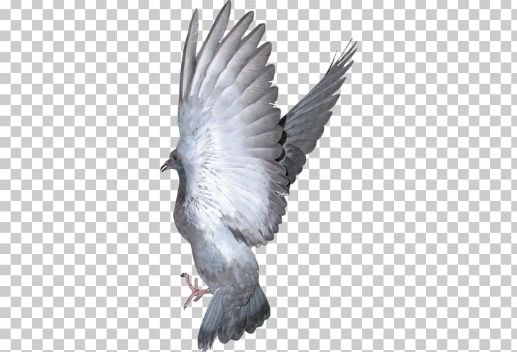 Bird Columbidae Beak Domestic Pigeon Bald Eagle PNG, Clipart, Animals, Bald Eagle, Beak, Bird, Bird Of Prey Free PNG Download