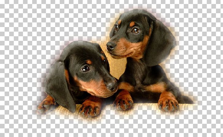 Dachshund Puppy Black And Tan Coonhound English Toy Terrier Baby Pets PNG, Clipart, Animal, Animals, Carnivoran, Cuteness, Dog Breed Free PNG Download