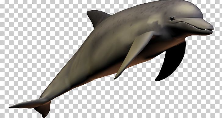 Dolphin PNG, Clipart, Dolphin Free PNG Download