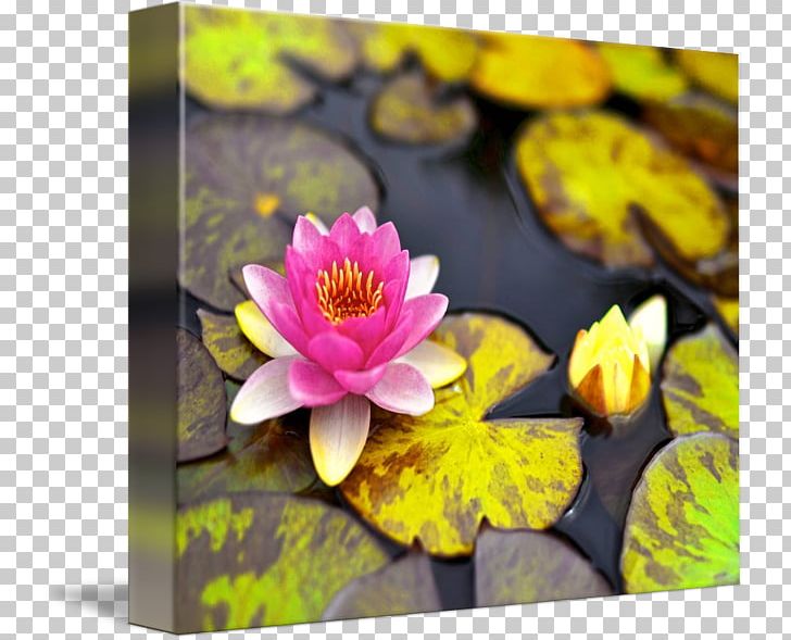 Gallery Wrap Canvas Flowering Plant Art Wildflower PNG, Clipart, Aquatic Plant, Aquatic Plants, Art, Canvas, Flora Free PNG Download