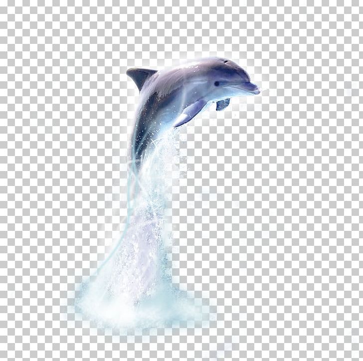 Oceanic Dolphin Whale PNG, Clipart, Animal, Animals, Bottlenose Dolphin, Cetacea, Cute Dolphin Free PNG Download