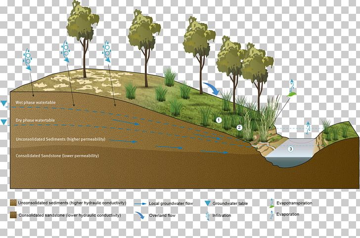 Palustrine Wetland Hydric Soil Groundwater PNG, Clipart, Angle, Architecture, Biome, Cyperaceae, Diagram Free PNG Download