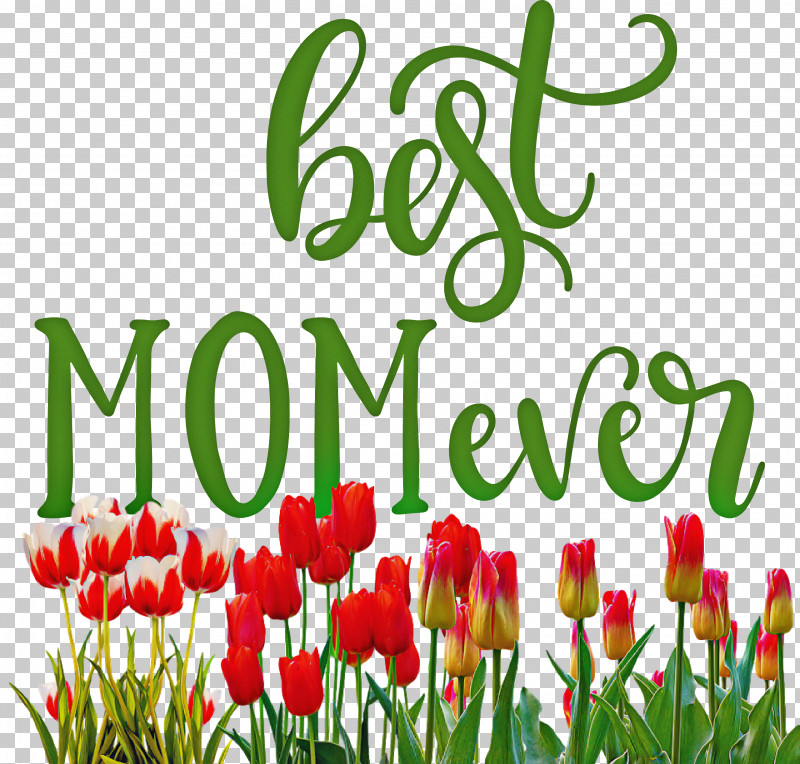 Mothers Day Best Mom Ever Mothers Day Quote PNG, Clipart, Best Mom Ever, Cut Flowers, Daffodil, Floral Design, Floristry Free PNG Download