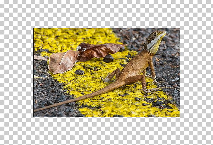 Dragon Lizards Common Iguanas Bearded Dragon Buuz PNG, Clipart,  Free PNG Download