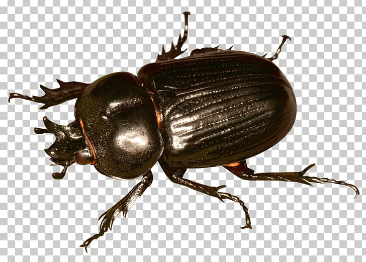 Japanese Rhinoceros Beetle PNG, Clipart, Animation, Arthropod, Beetle, Beetle Bug, Bite Free PNG Download