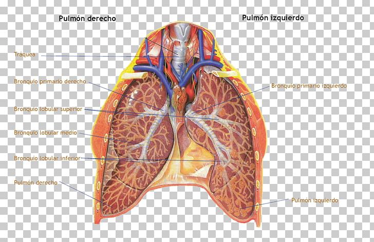 Organ Anatomy Physiology Главные бронхи Lung PNG, Clipart,  Free PNG Download