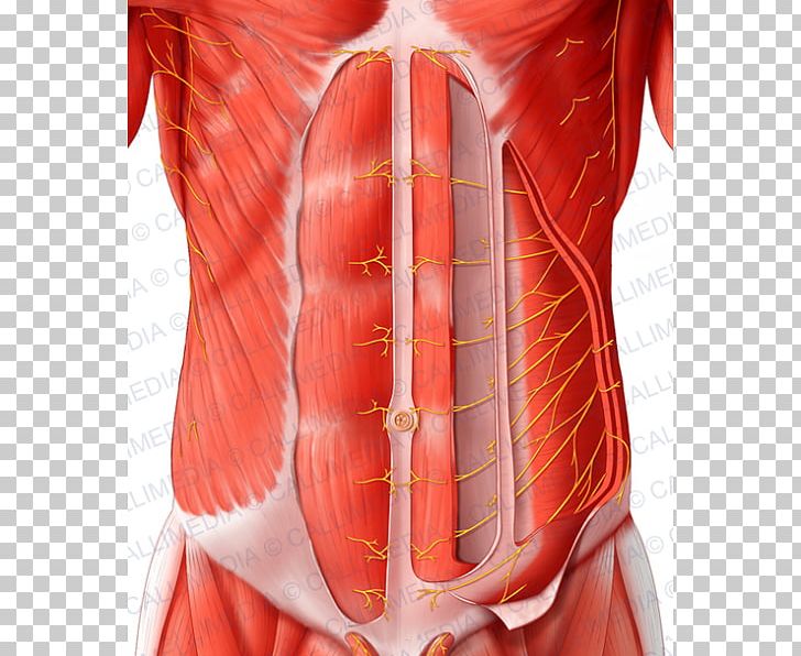 Rectus Abdominis Muscle Abdominal Wall Abdomen Nerve Transverse Abdominal Muscle PNG, Clipart, Abdomen, Abdomen Anatomy, Anatomy, Arm, Human Free PNG Download