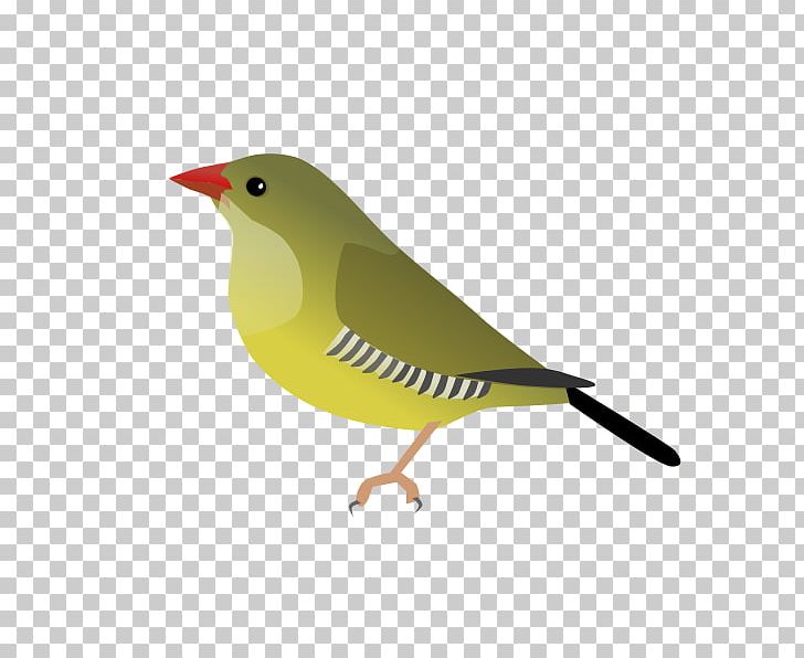 Bird Green Avadavat Limestone Leaf Warbler Red Avadavat Old World Oriole PNG, Clipart, American Sparrows, Animals, Beak, Bird, Emberizidae Free PNG Download