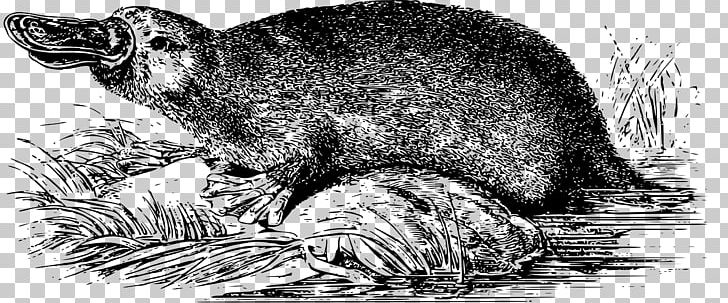 Platypus Raccoon Beaver Beak Echidna PNG, Clipart, Animals, Arts, Beak, Bill, Bird Free PNG Download