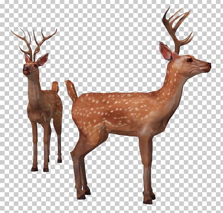 Reindeer Red Deer Elk Sika Deer PNG, Clipart, Animals, Antler, Cervinae, Chital, Christmas Deer Free PNG Download