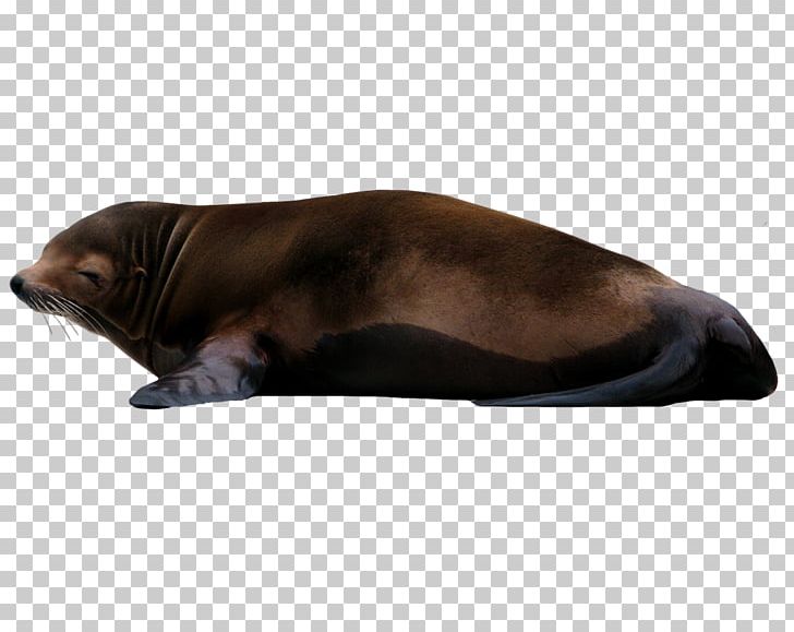 Sea Lion Earless Seal PNG, Clipart, Animal, Animals, Baby Zebra, Cat, Cat Like Mammal Free PNG Download