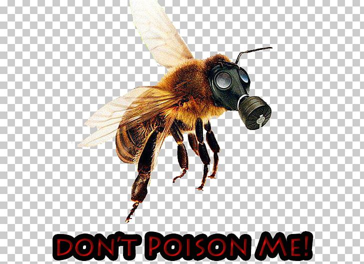 Western Honey Bee Colony Collapse Disorder Neonicotinoid PNG, Clipart, Arthropod, Bee, Beehive, Colony, Colony Collapse Disorder Free PNG Download