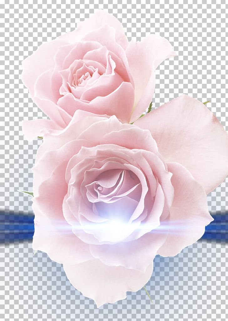 Beach Rose Pink Photography PNG, Clipart, Artificial Flower, Beach Rose, Computer Icons, Cut Flowers, Flower Free PNG Download