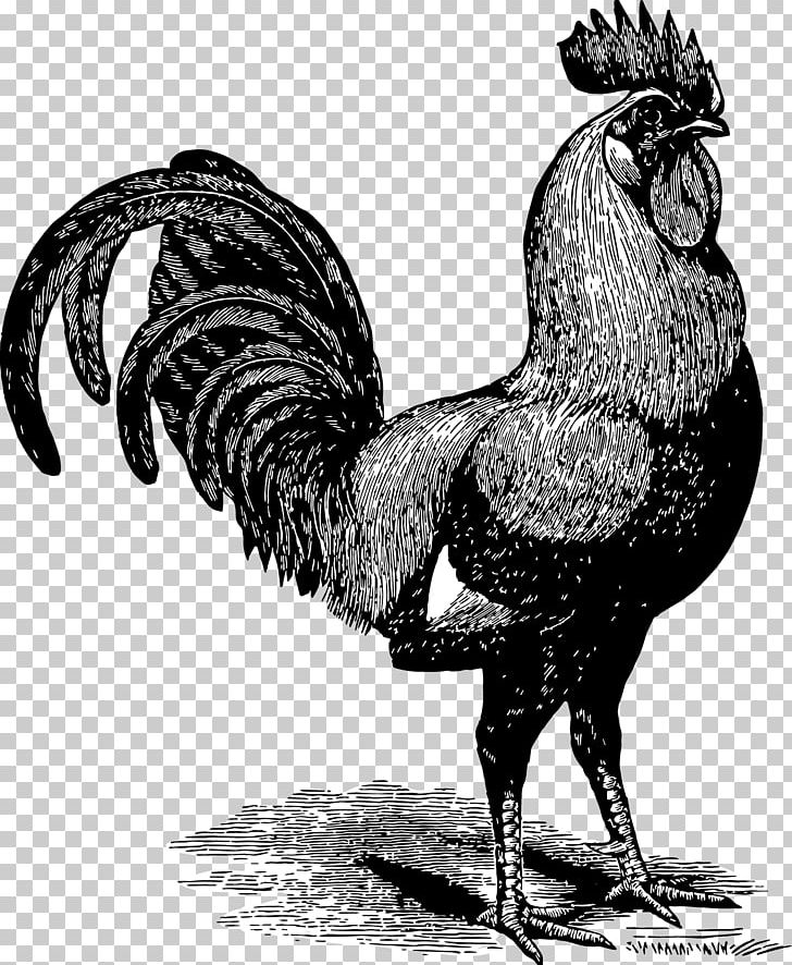 Chicken Gallic Rooster Paper Poultry Farming PNG, Clipart, Animals, Beak, Bird, Black And White, Chicken Free PNG Download