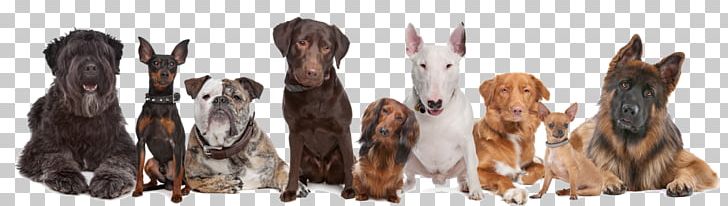 Dog Daycare Pet Sitting Puppy PNG, Clipart, Anim, Animal Figure, Animals, Carnivoran, Dog Free PNG Download