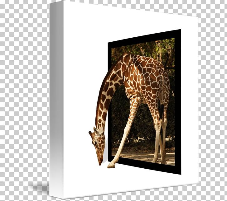 Giraffe Frames Window PNG, Clipart, Animals, Bed Frame, Drawing, Fauna, Giraffe Free PNG Download