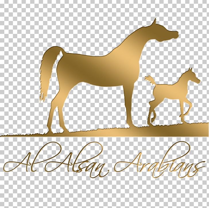 Mustang Foal Stallion Mare Pony PNG, Clipart, Arabian, Arabian Horse, Bengali, Colt, Foal Free PNG Download