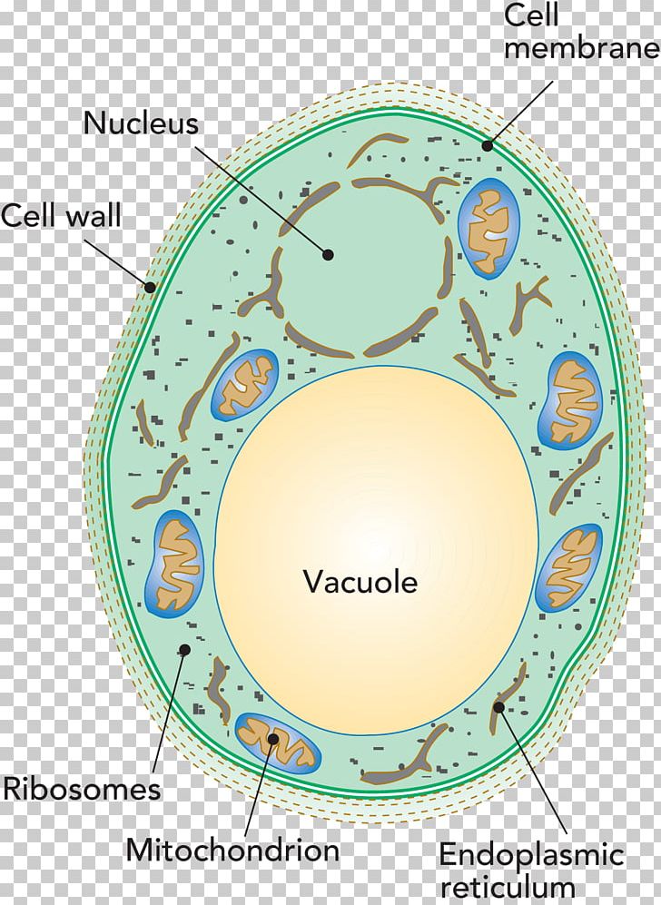 Penicillium Roqueforti Vacuole Cell Yeast Bacteria PNG, Clipart, Antonie Van Leeuwenhoek, Area, Ascospore, Bacteria, Cell Free PNG Download