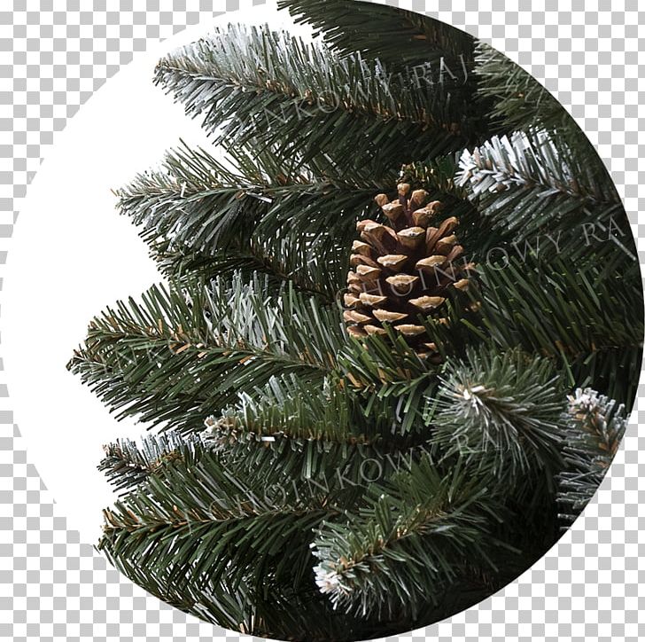 Spruce Pine Fir Christmas Ornament Christmas Tree PNG, Clipart, Christmas, Christmas Ornament, Christmas Tree, Cone, Conifer Free PNG Download