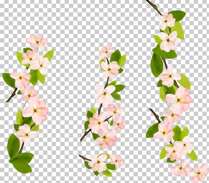 Blossom Encapsulated PostScript PNG, Clipart, Blossom, Branch, Cherry Blossom, Computer Software, Cut Flowers Free PNG Download