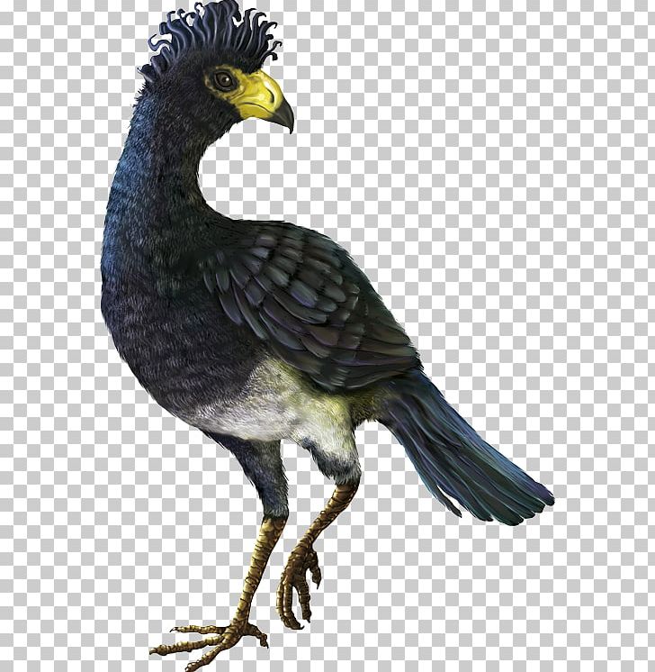 El Paujil Biodiversity Nature Blue-billed Curassow Protected Area PNG, Clipart, Beak, Biodiversity, Bird, Bronchocela Jubata, Colombia Free PNG Download