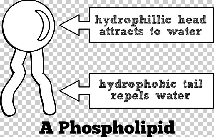 Phospholipid Lipid Bilayer Cell Membrane Biological Membrane PNG, Clipart, Angle, Arm, Biology, Black, Cartoon Free PNG Download