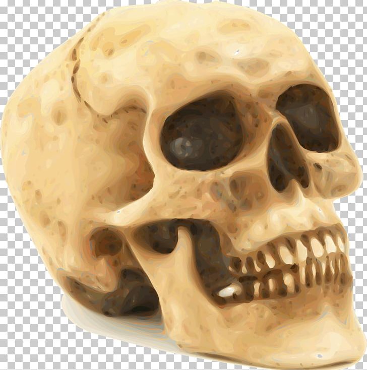 Skull Human Skeleton PNG, Clipart, Blog, Bone, Fantasy, Free Content, Human Skeleton Free PNG Download
