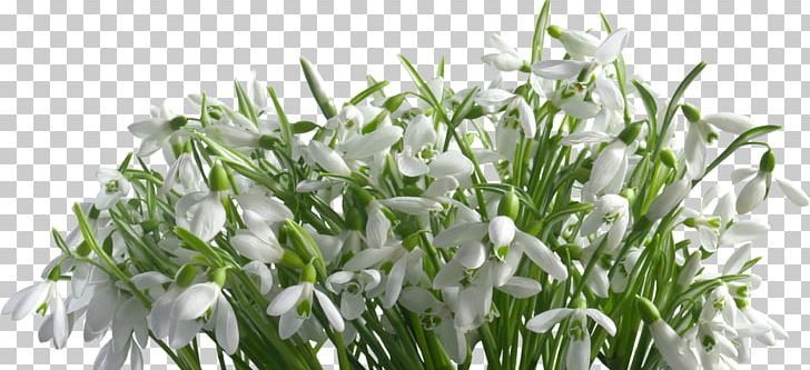 Snowdrop Branch Petal Plant Stem PNG, Clipart, Aculi, Branch, Crocus, Flower, Flower Bouquet Free PNG Download
