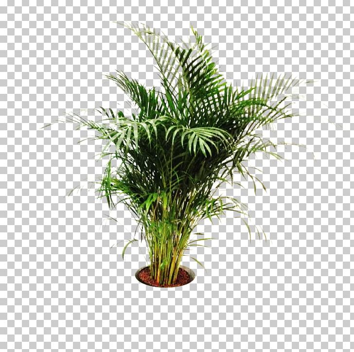 Spice Amazing Wellness Date Palm Houseplant Dish PNG, Clipart, Areca, Arecaceae, Arecales, Chef, Date Palm Free PNG Download