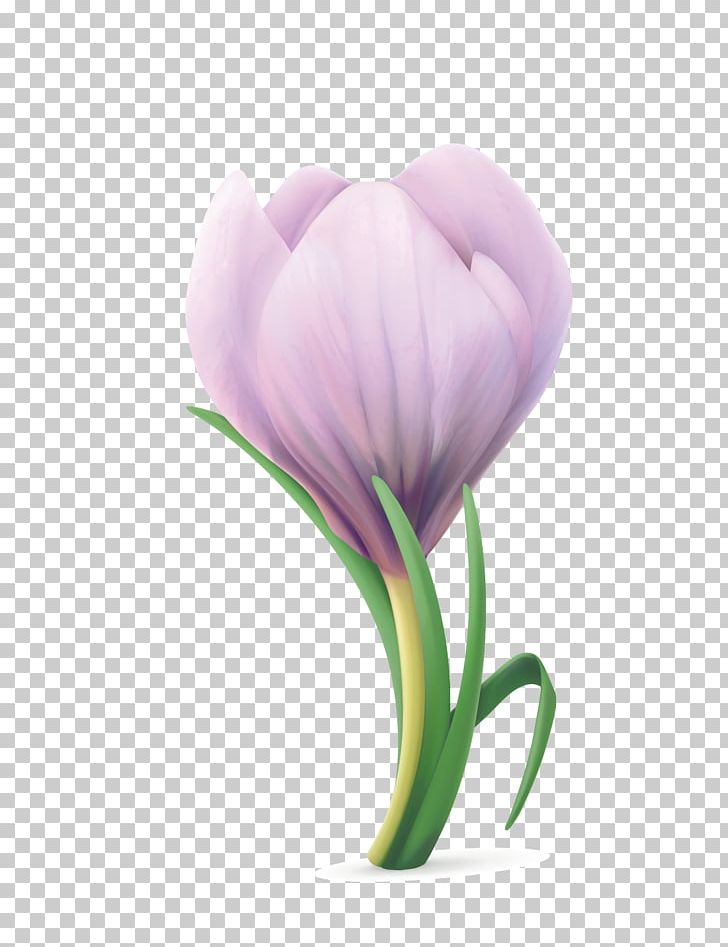 Tulip Flower PNG, Clipart, Closeup, Computer Wallpaper, Crocus, Cut Flowers, Download Free PNG Download