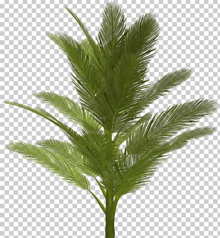 Arecaceae Tree PNG, Clipart, Arecaceae, Beach, Computer Icons, Desktop Wallpaper, Download Free PNG Download