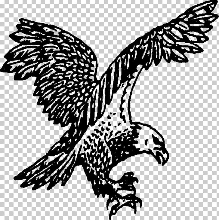 Bald Eagle Rome Floyd County Schools Alto Park Elementary School PNG, Clipart, Accipitriformes, Bald Eagle, Beak, Bird, Bird Of Prey Free PNG Download