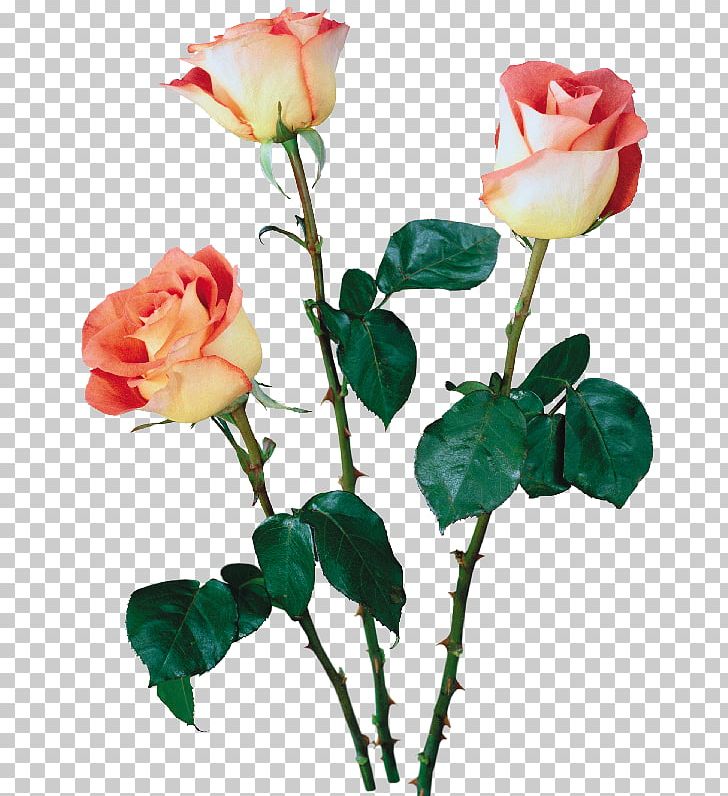 Beach Rose Garden Roses Cut Flowers Multiflora Rose PNG, Clipart, Artificial Flower, Beach Rose, Branch, Bud, Buquet Free PNG Download