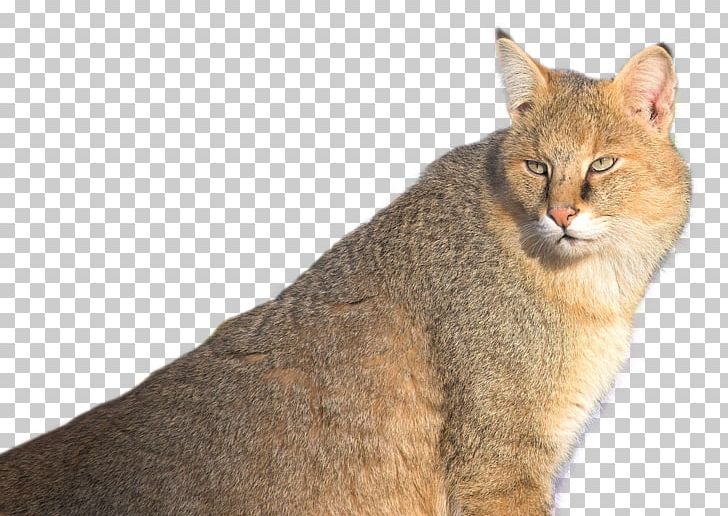 Chausie Whiskers Cougar PNG, Clipart, Animal, Animals, Asian, California Spangled, Carnivoran Free PNG Download